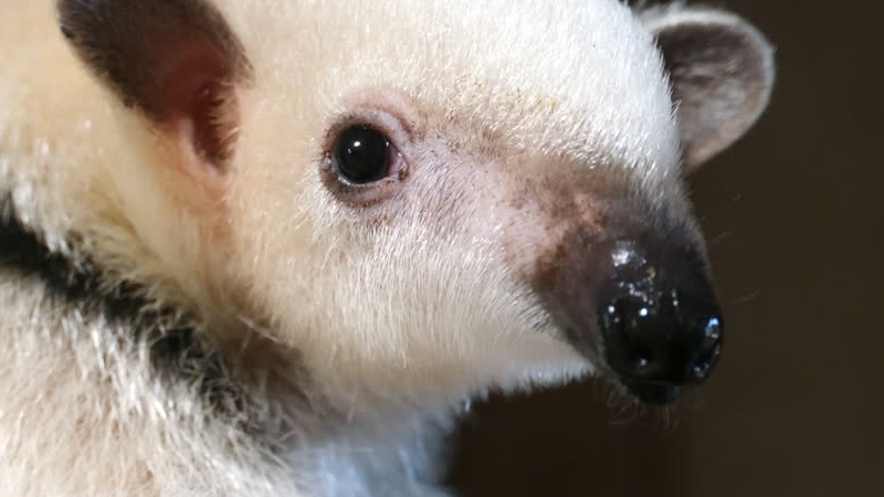 Zoektocht naar vermiste tamandua nog altijd in volle gang in Eibergen