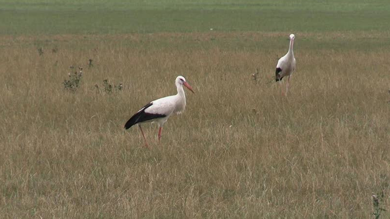 Ooievaars verzamelen zich nabij Azewijn