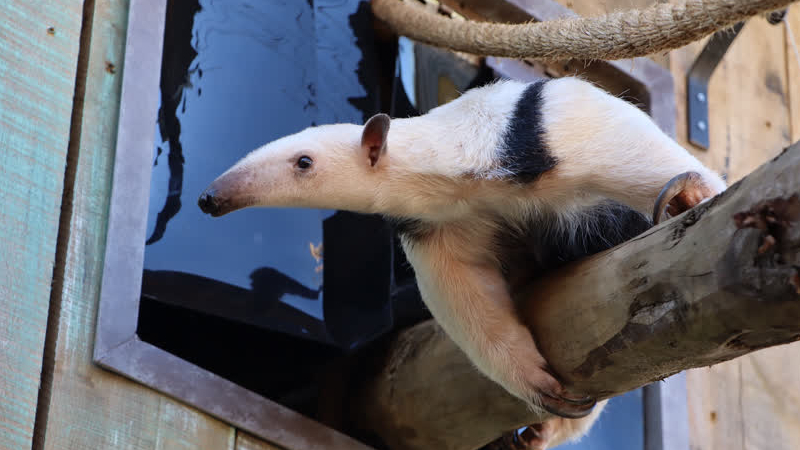 Vermiste miereneter tamandua teruggevonden in Eibergen: ‘Ze liep vrijwillig de kist in’