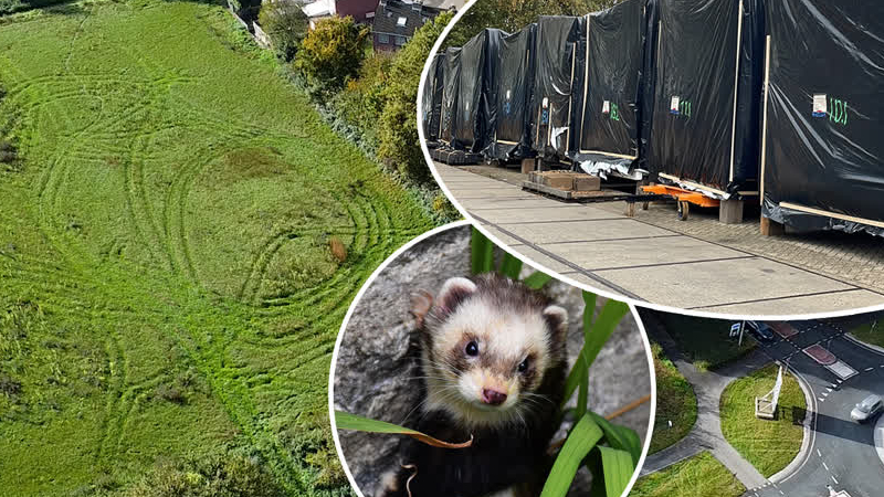 Bunzing en steenmarter zorgen voor maanden vertraging woningen Didam