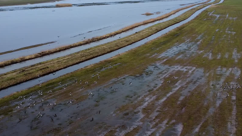 Groeiende ganzenpopulatie verwoest weiland in Megchelen