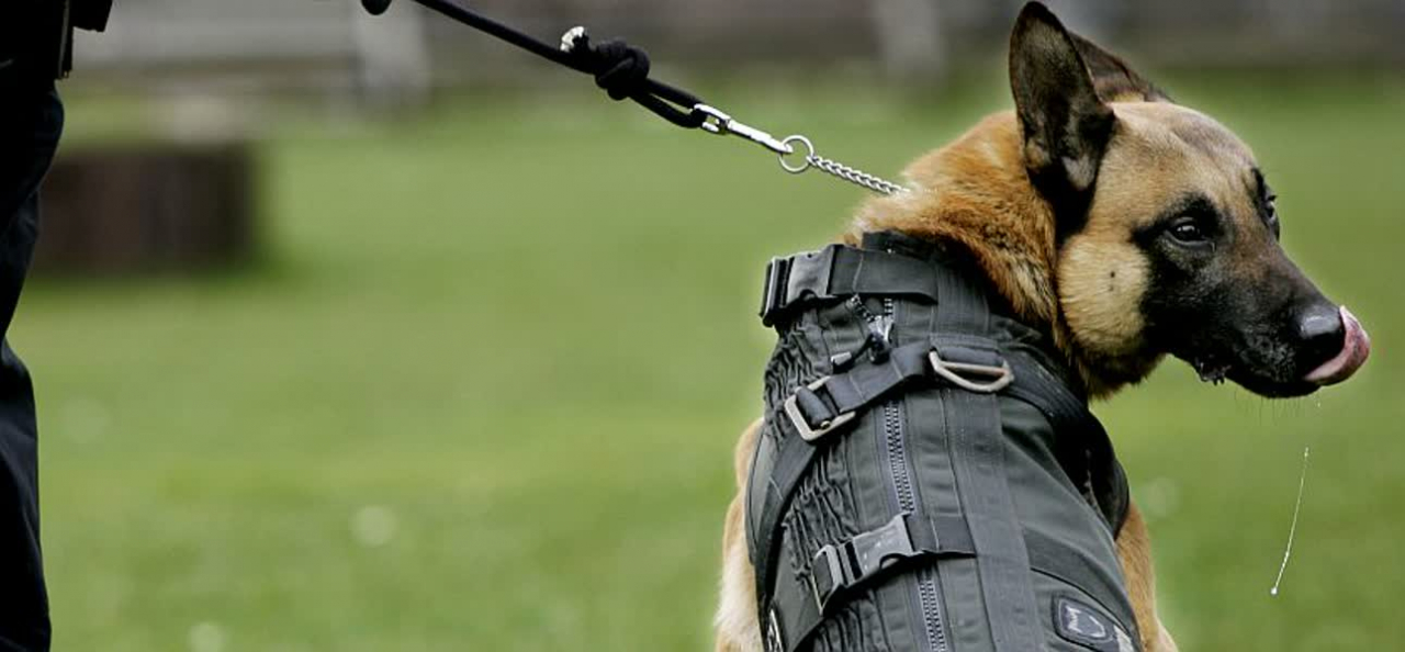 Boete voor stelen hond