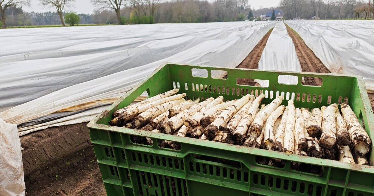 Aspergeseizoen gestart in Elten: grensafsluiting bij Beek kan invloed hebben op verkoop