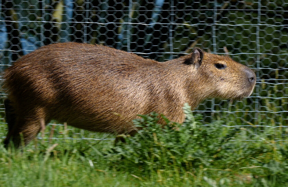 Capibara0.jpg