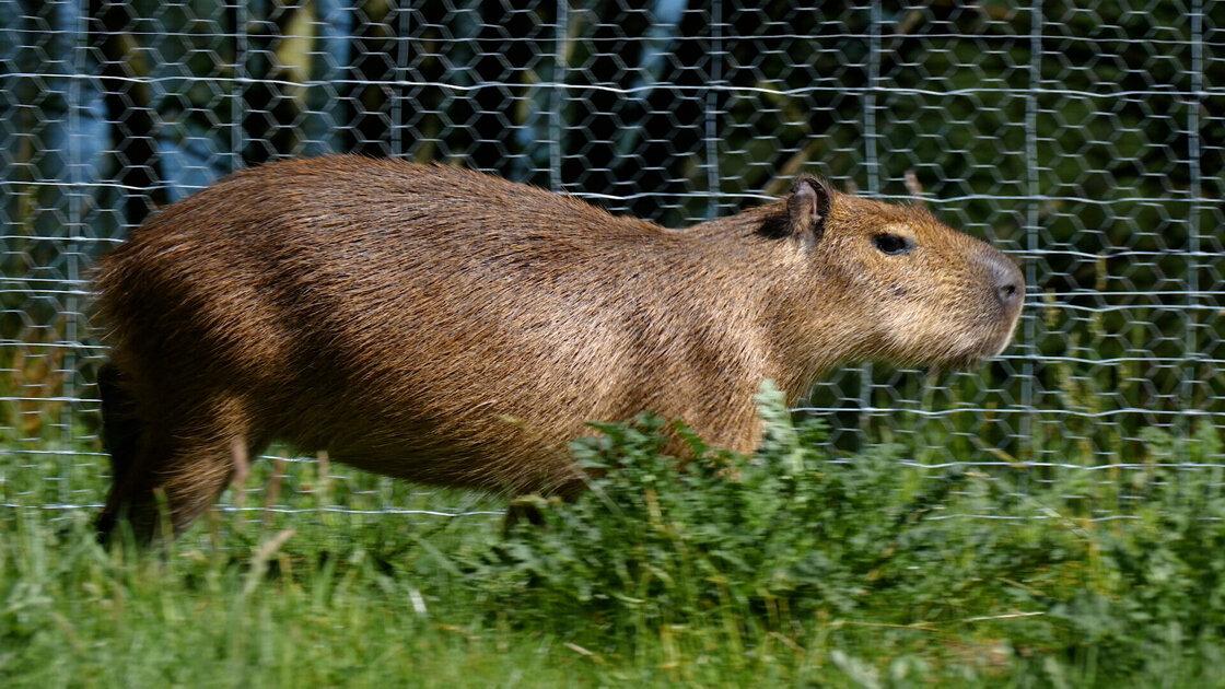 Capibara’s trekken meteen bekijks in Eibergen: ‘Bezoekers worden helemaal gek’