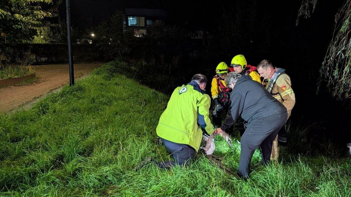 Brandweer bevrijdt zwaan na drie uur vastzitten in visdraad in Doetinchem