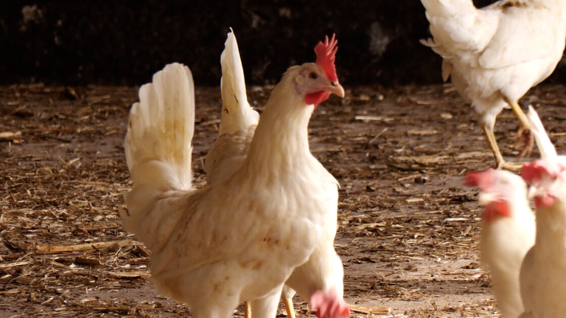 Vogelgriep bij pluimveebedrijf Neede: 97.450 kippen geruimd
