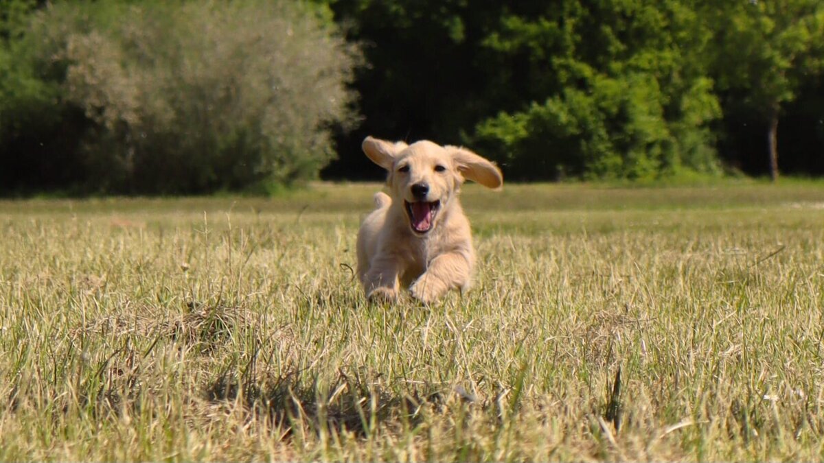 Hond in weiland