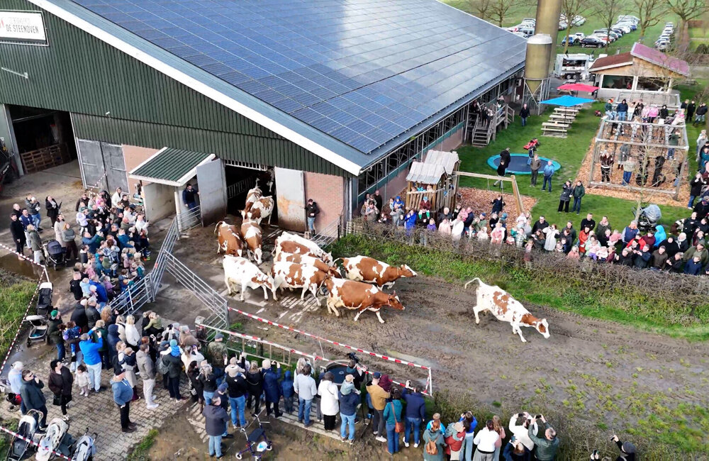 KoeiendansZonderDans3 @Mijndronebeeld.jpg