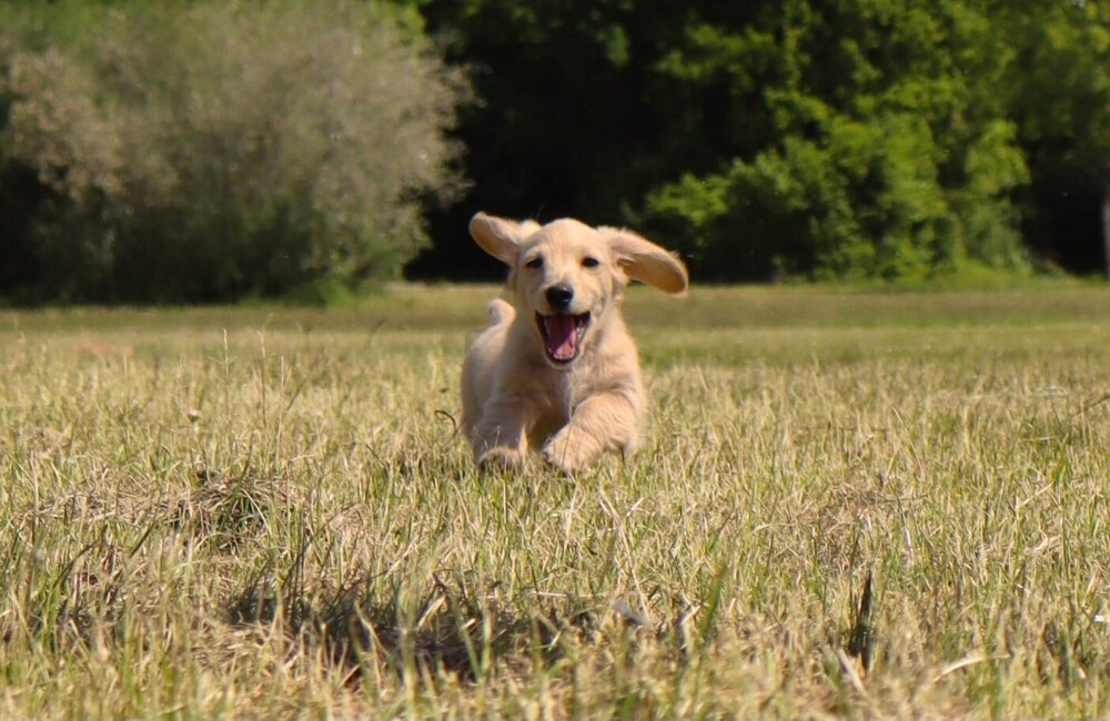 Hond in weiland