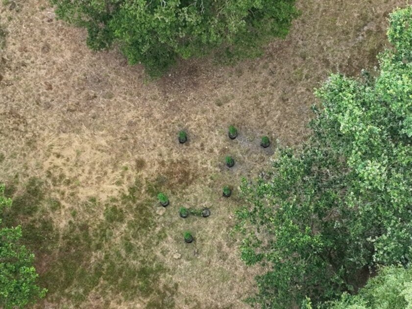 Wildkwekerij met zo'n tien hennepplanten gevonden in Lochem