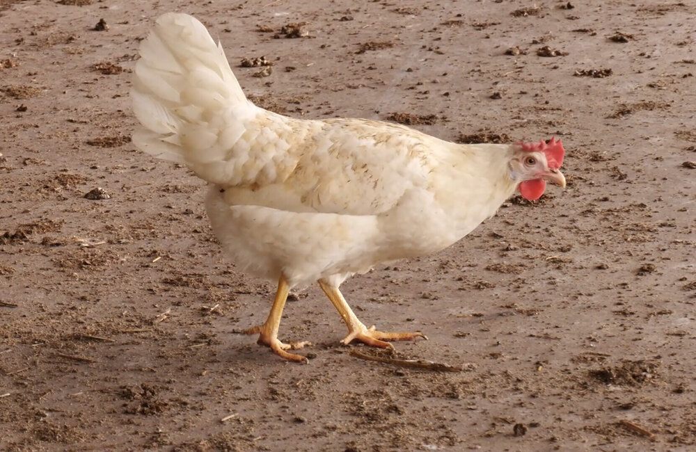 Kip1