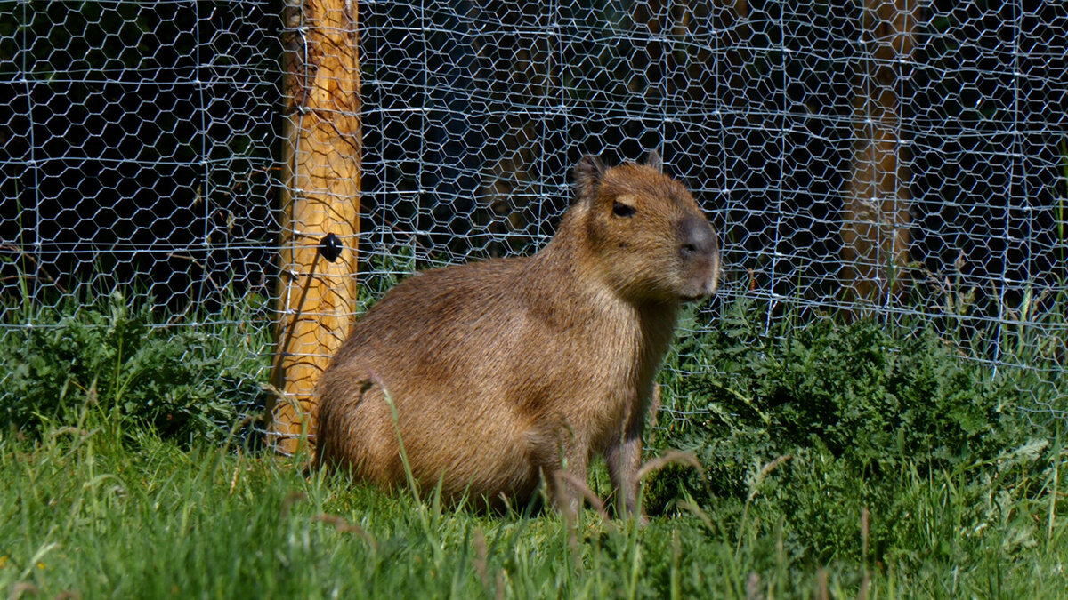 Capibara50