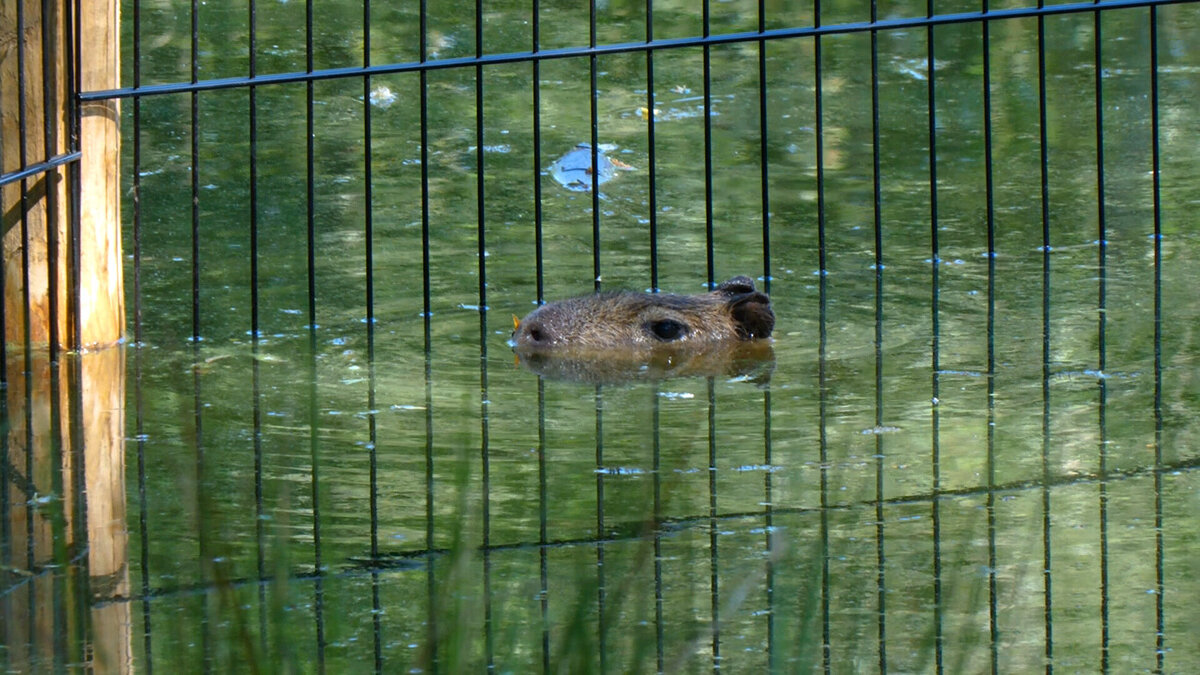 Capibara10.jpg
