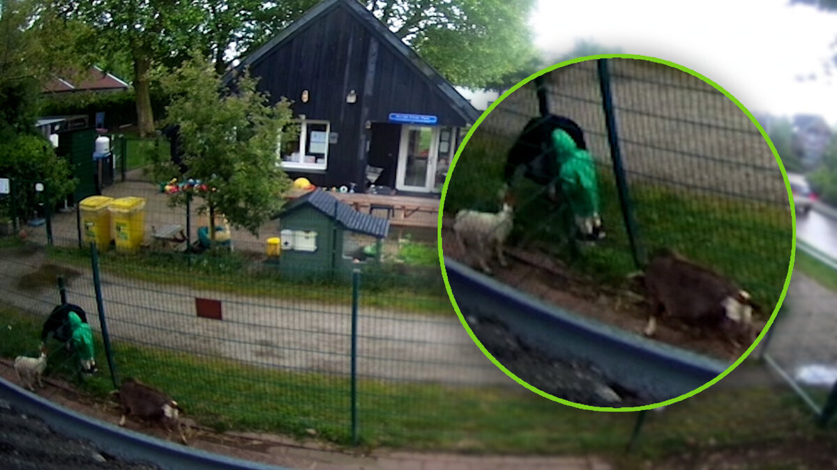 Fristivoordeschapen0.jpg