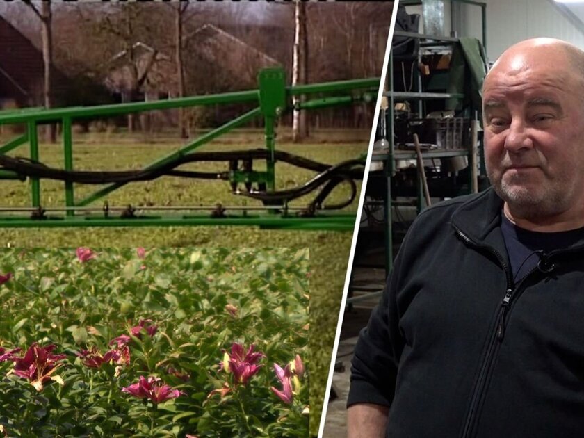 Doetinchemse lelieteler stopt door onduidelijk beleid rond lelieteelt