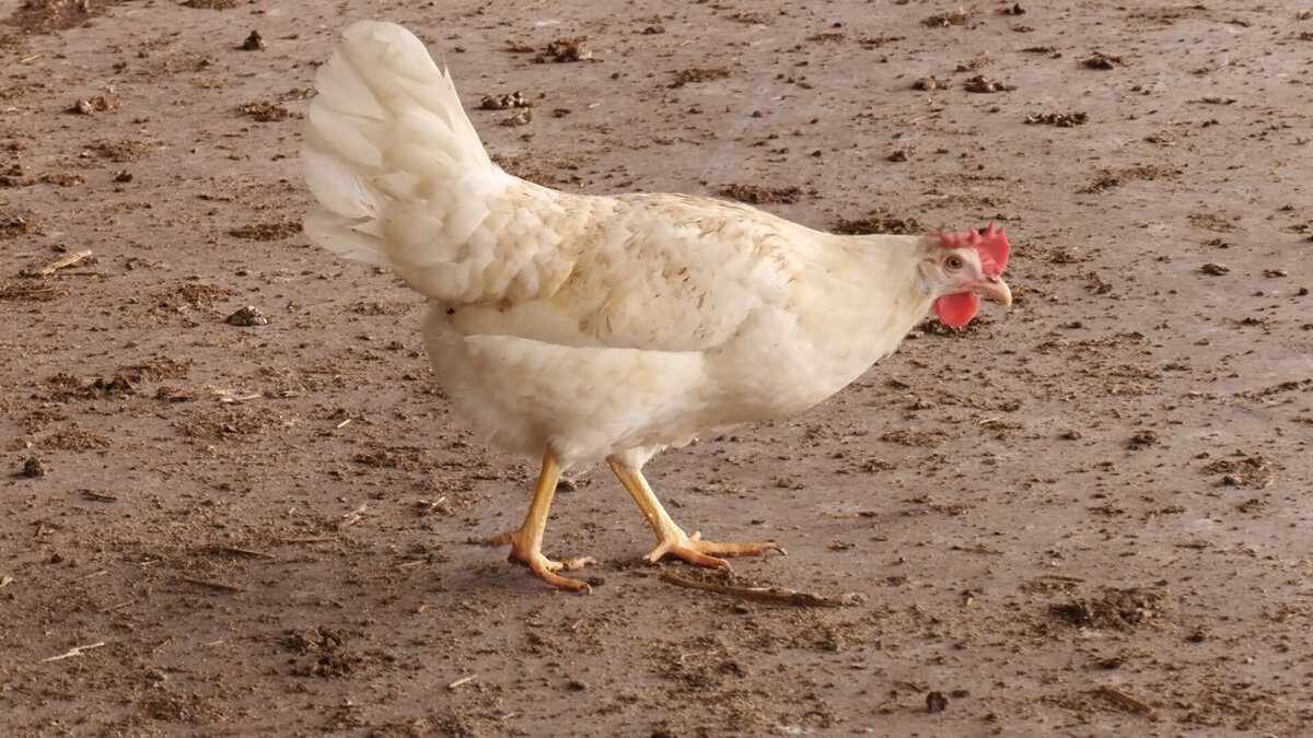 Kip1