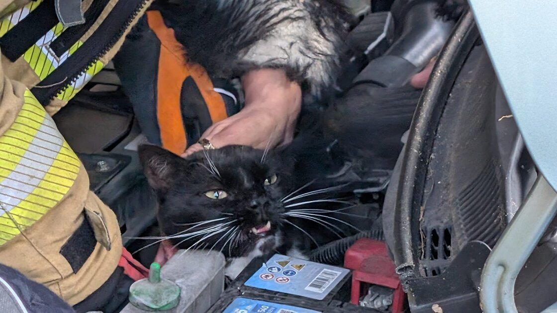 Kater bevrijd uit motor van auto in Doetinchem